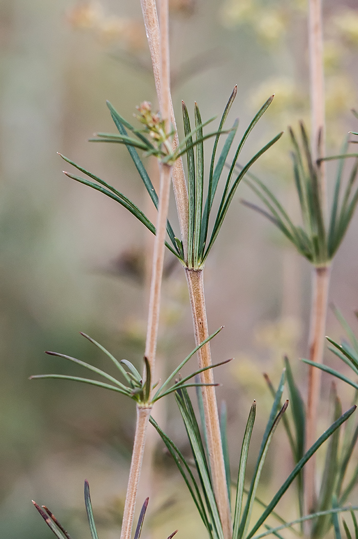 Изображение особи Galium verum.