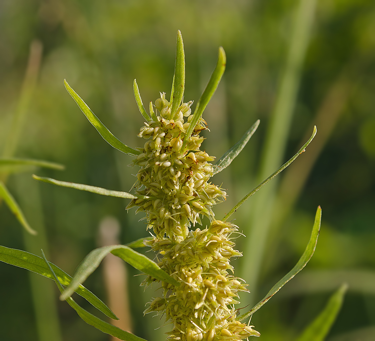 Изображение особи Rumex rossicus.