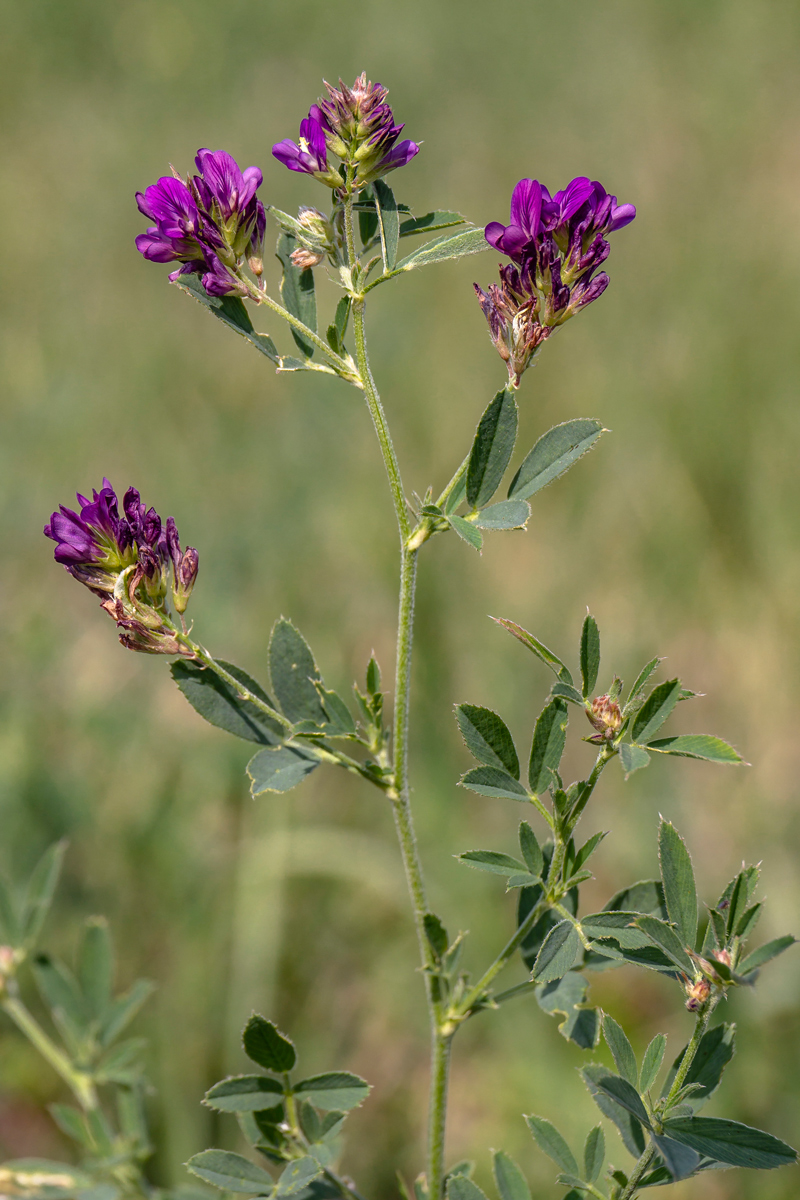 Изображение особи Medicago sativa.