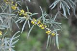 Hippophae rhamnoides. Верхушка ветви с плодами. Республика Северная Осетия-Алания, окр. с. Нижний Ларс, обочина дороги, берег р. Терек. 30.07.2018.