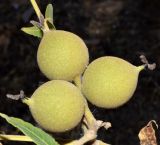 Juglans microcarpa