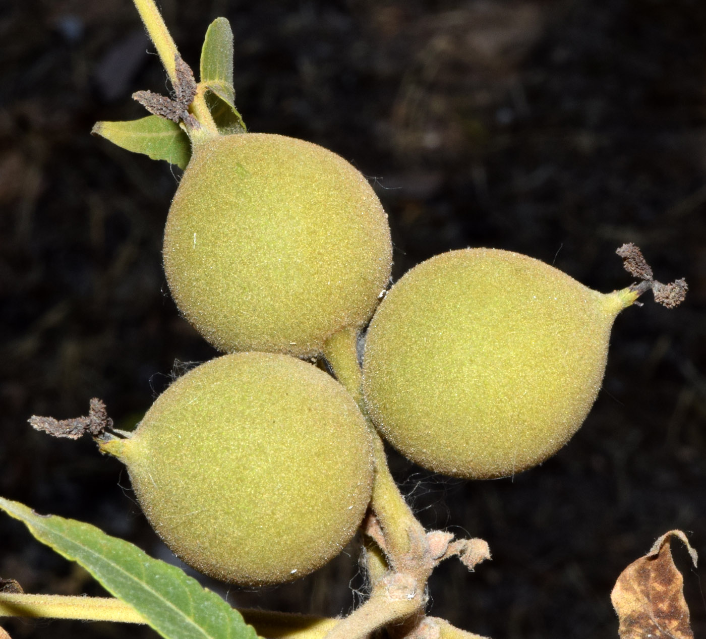 Image of Juglans microcarpa specimen.