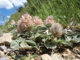 Hedysarum acutifolium. Цветущее растение. Южный Казахстан, Таласский Алатау, запов. Аксу-Жабаглы, ущ. Кши-Каинды, 1780 м н.у.м., каменистый участок в арчевом поясе. 19 июня 2018 г.