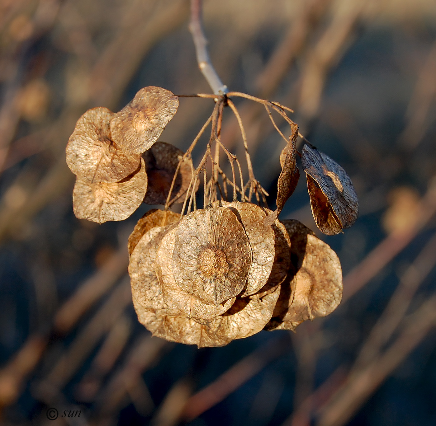 Image of Ptelea trifoliata specimen.