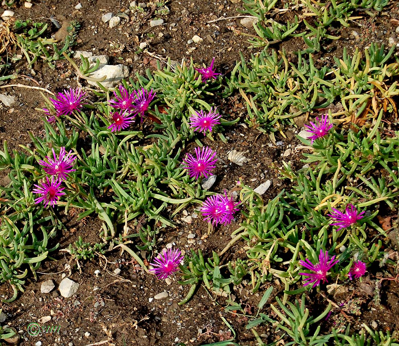 Image of Delosperma cooperi specimen.