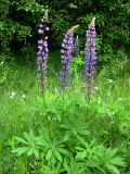Lupinus polyphyllus. Цветущее растение на опушке лиственного леса. Украина, Черкасская обл., Каневский р-н, Региональный ландшафтный парк \"Трахтемиров\". 4 июня 2010 г.