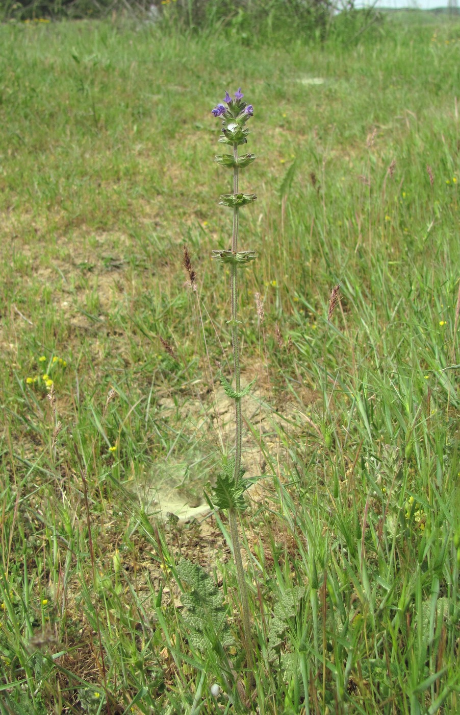 Изображение особи Salvia verbenaca.