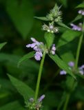 Stachys palustris. Верхушка цветущего растения. Московская обл., Раменский р-н, пос. Ильинский, на сырой улице. 13.07.2018.