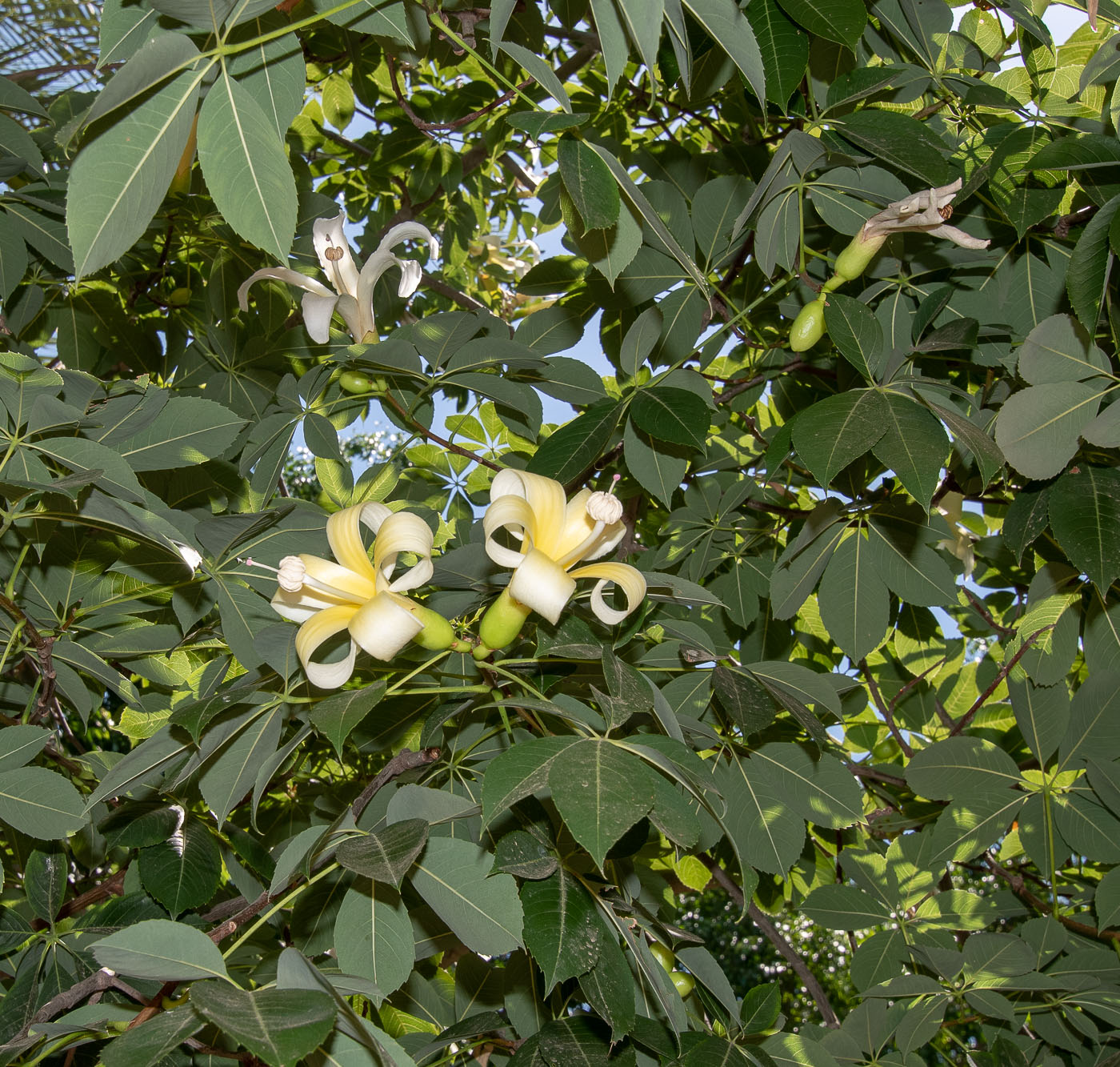 Изображение особи Ceiba insignis.