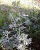 Artemisia absinthium