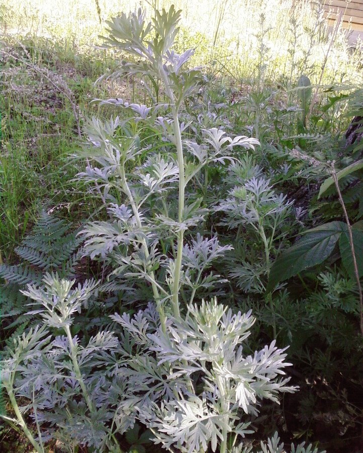 Изображение особи Artemisia absinthium.