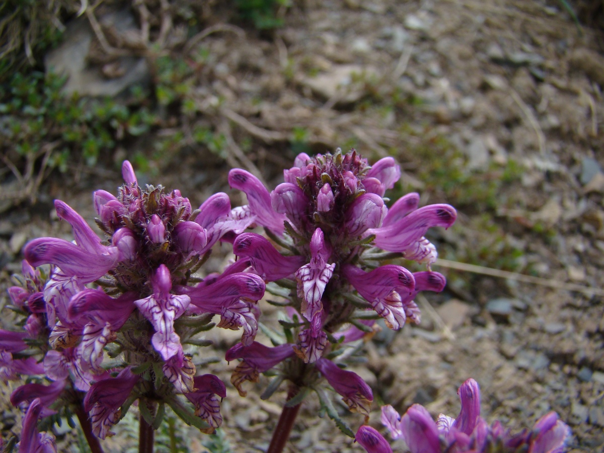 Изображение особи Pedicularis korolkowii.