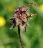 Trifolium clypeatum