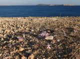 род Colchicum