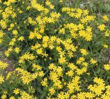 Senecio vernalis