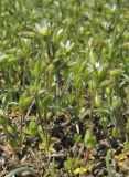 Cerastium syvaschicum