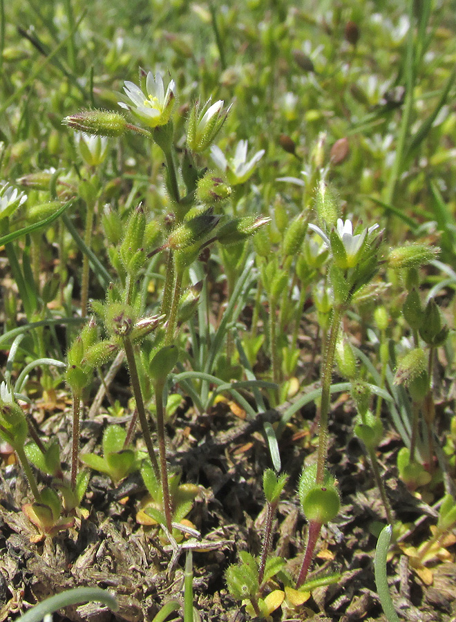 Image of Cerastium syvaschicum specimen.