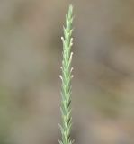 Image of specimen