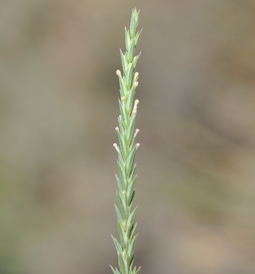 Image of Crucianella latifolia specimen.