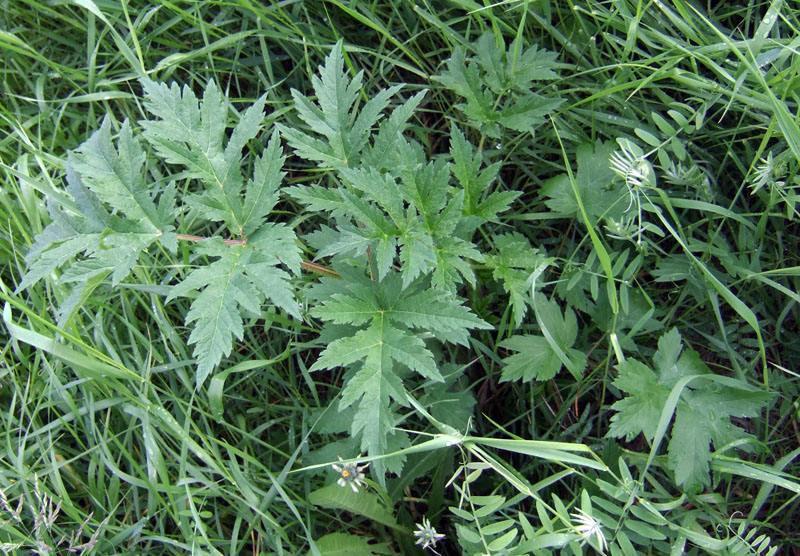 Image of genus Heracleum specimen.