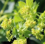 Alchemilla monticola. Соцветия. Видны гипантии с единичными волосками. Москва, Измайловский парк, просека ЛЭП. 19.05.2019.