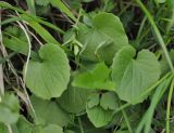 Doronicum orientale