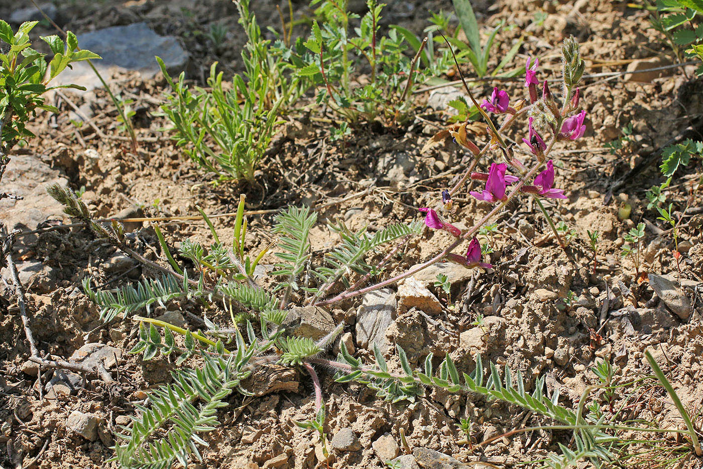 Изображение особи Oxytropis lithophila.