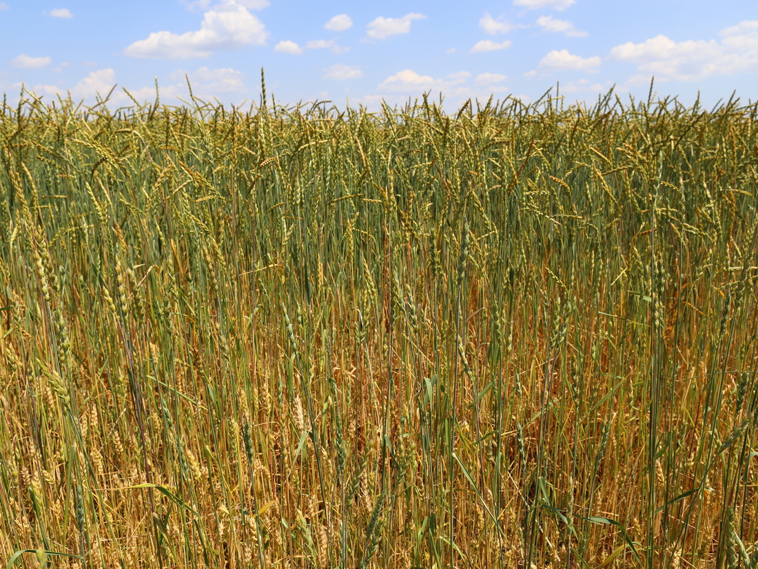 Изображение особи Triticum spelta.