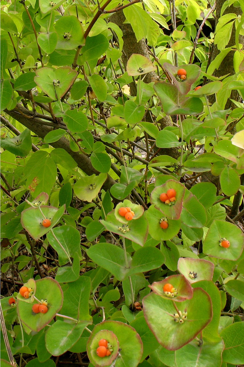 Изображение особи Lonicera caprifolium.