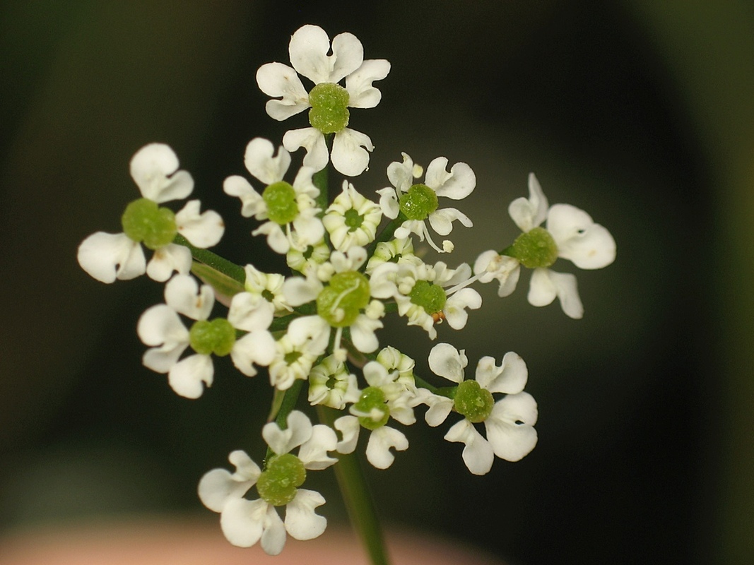 Image of Chaerophyllum bulbosum specimen.