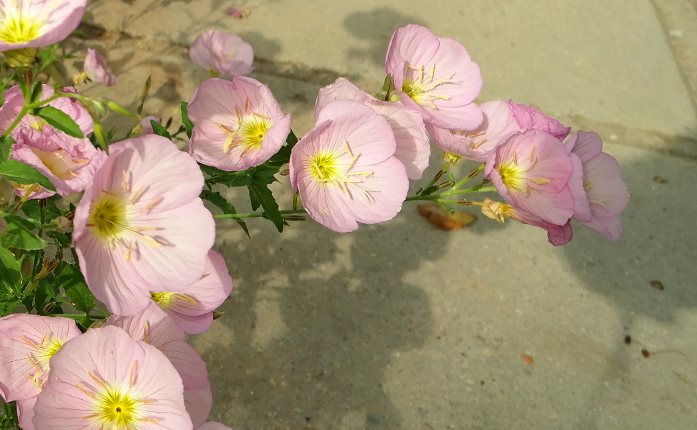 Изображение особи Oenothera speciosa.