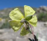 Helianthemum dagestanicum. Цветок (вид со стороны чашелистиков). Дагестан, Левашинский р-н, окр. с. Леваши, ок. 1400 м н.у.м., скальный выход. 01.06.2019.