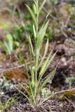 Carlina fennica