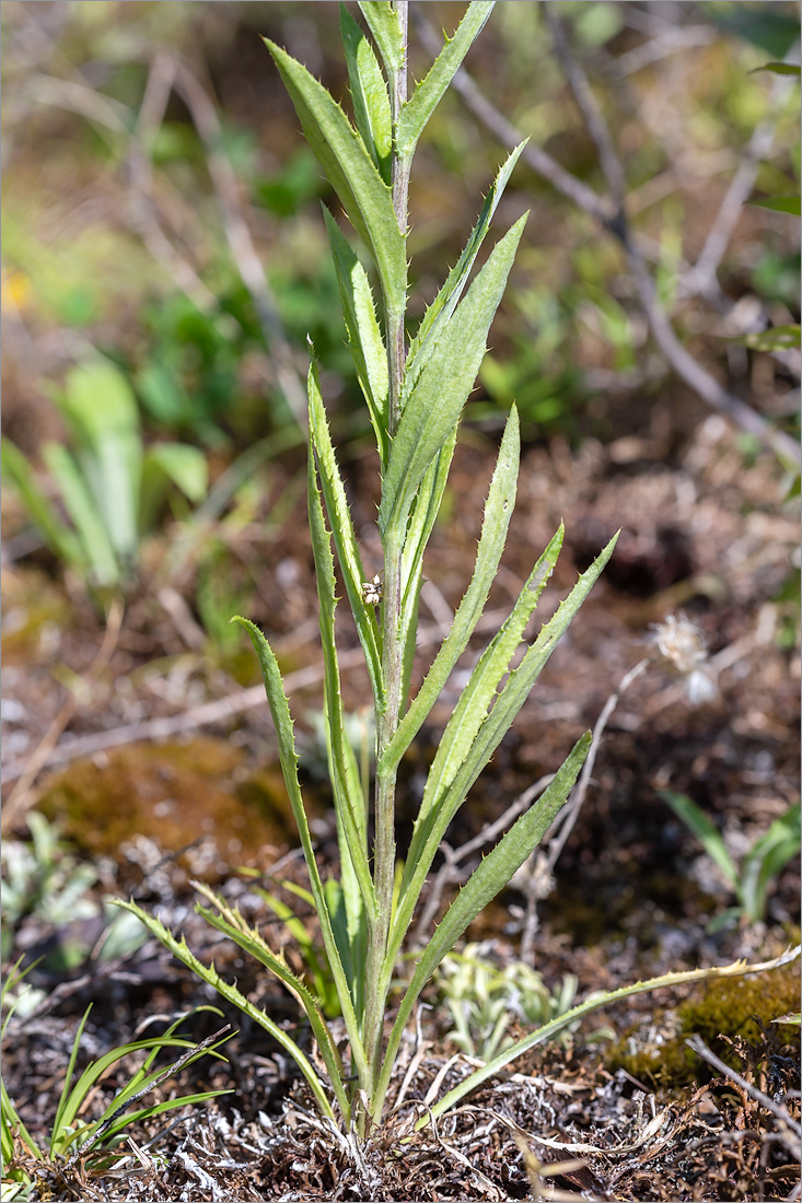 Изображение особи Carlina fennica.