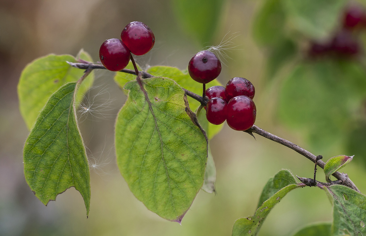 Изображение особи Lonicera xylosteum.