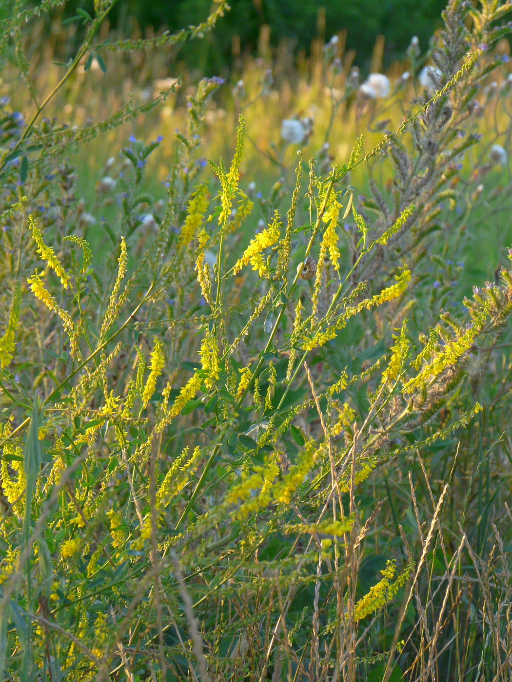 Изображение особи Melilotus officinalis.