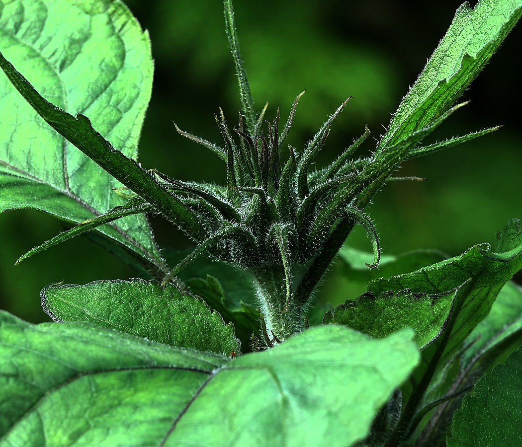 Image of Helianthus annuus specimen.