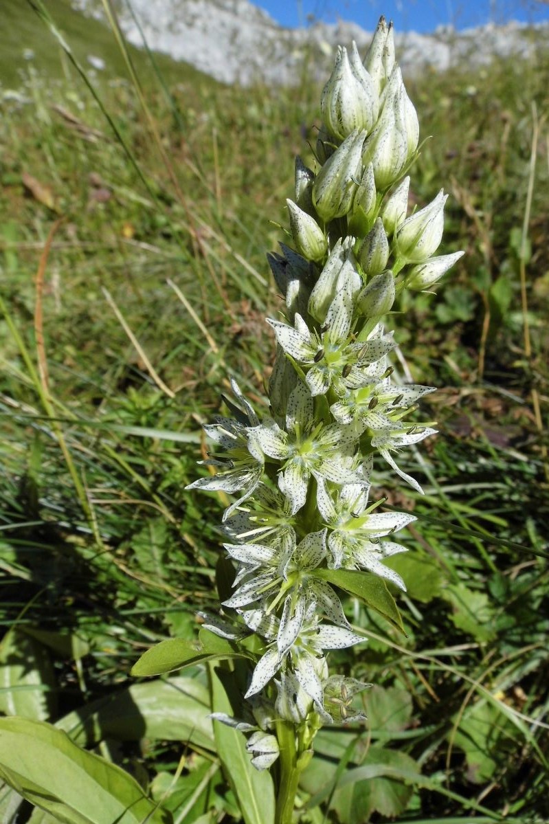 Image of Swertia iberica specimen.