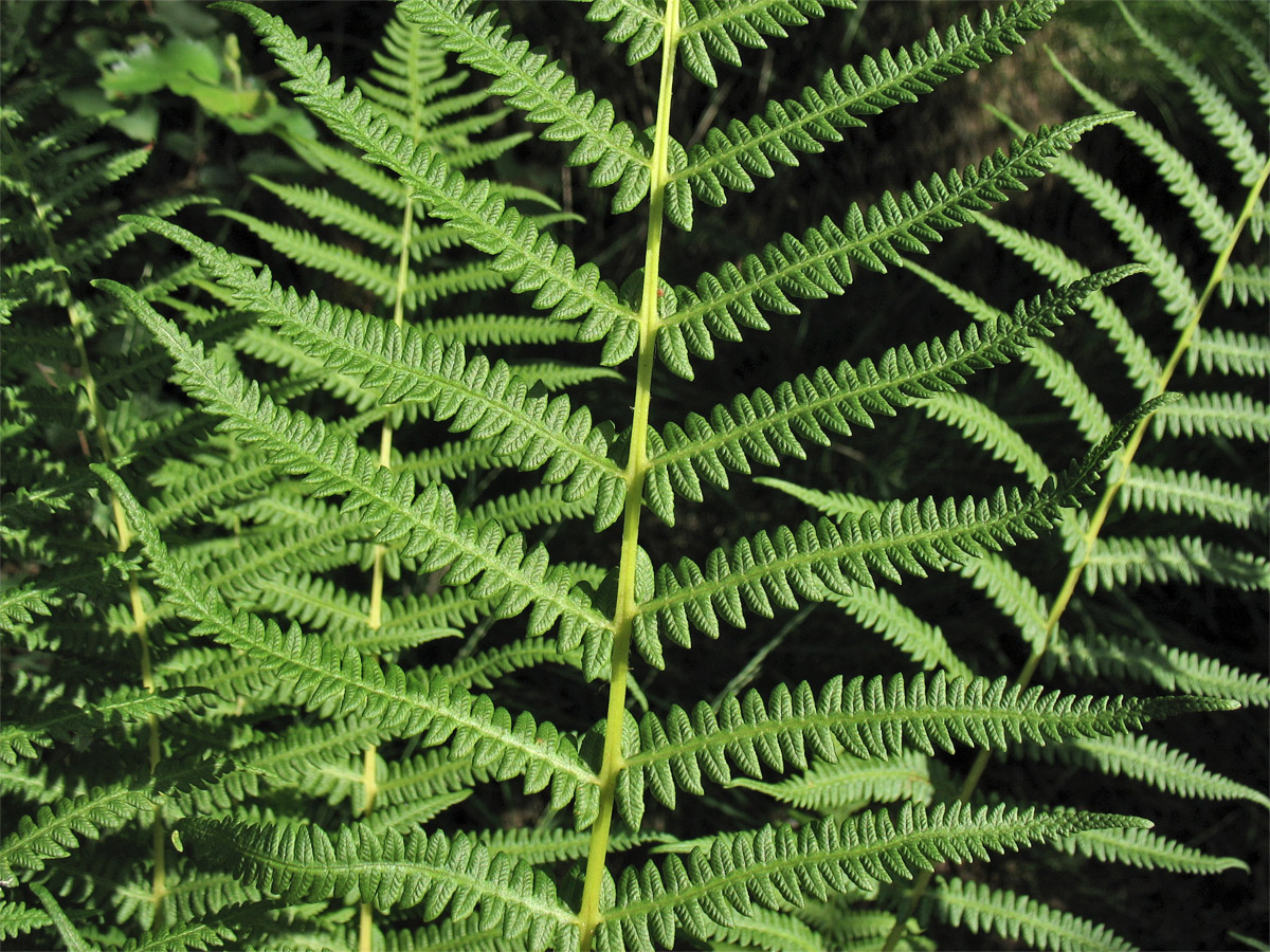 Image of Oreopteris limbosperma specimen.