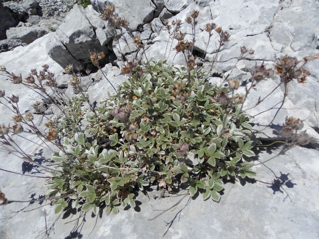 Image of Potentilla divina specimen.