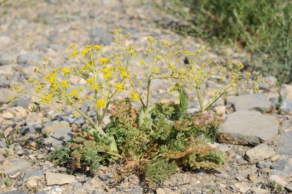 Image of Ferula karataviensis specimen.