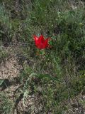 Tulipa sosnowskyi