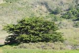 Cupressus macrocarpa. Взрослое дерево. США, Калифорния, Сан-Франциско, на побережье океана. 15.02.2017.