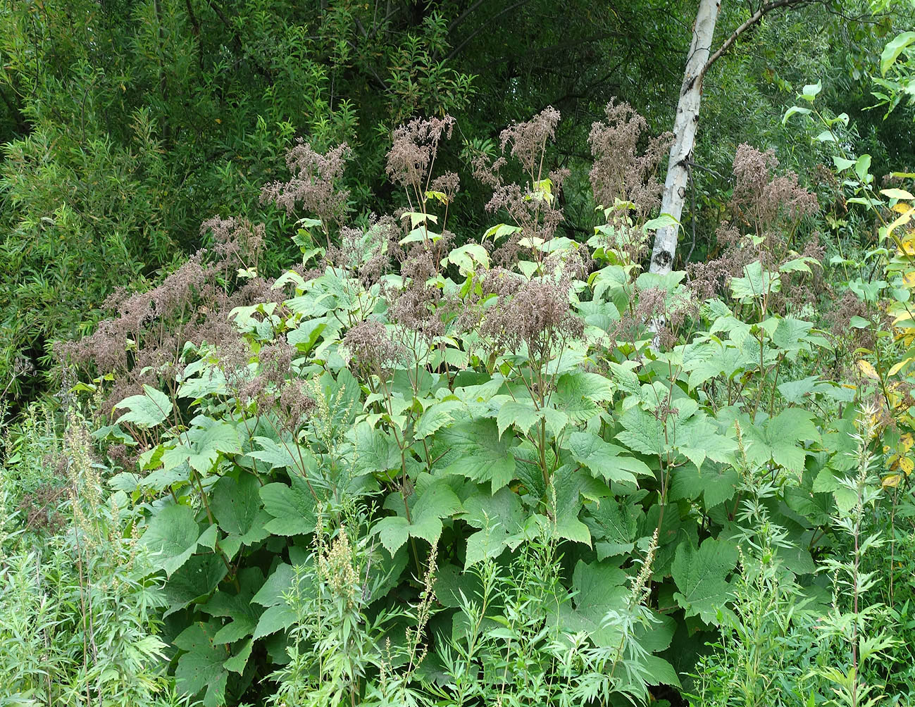 Изображение особи Filipendula camtschatica.