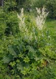 Rheum rhabarbarum