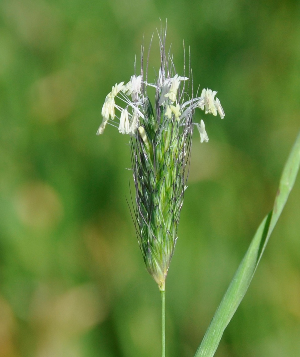 Изображение особи Alopecurus utriculatus.