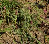 Fumaria officinalis