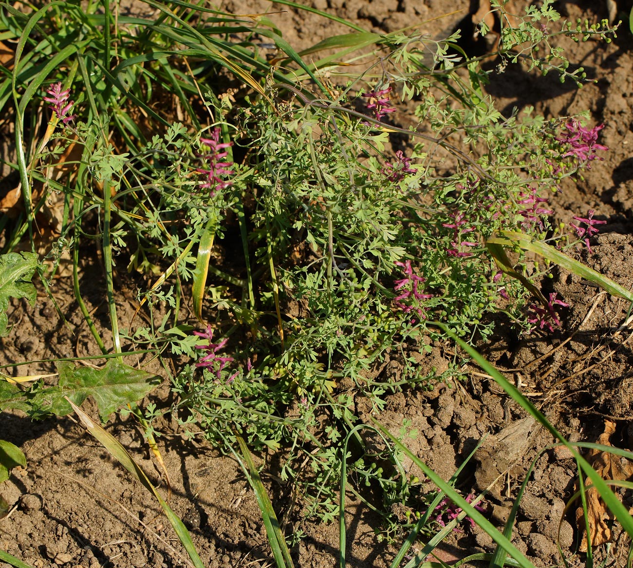 Изображение особи Fumaria officinalis.