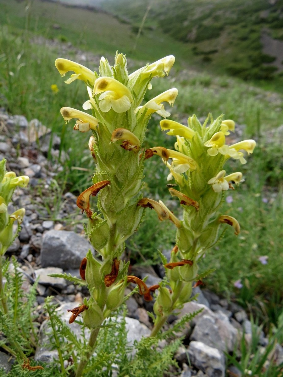 Изображение особи Pedicularis talassica.
