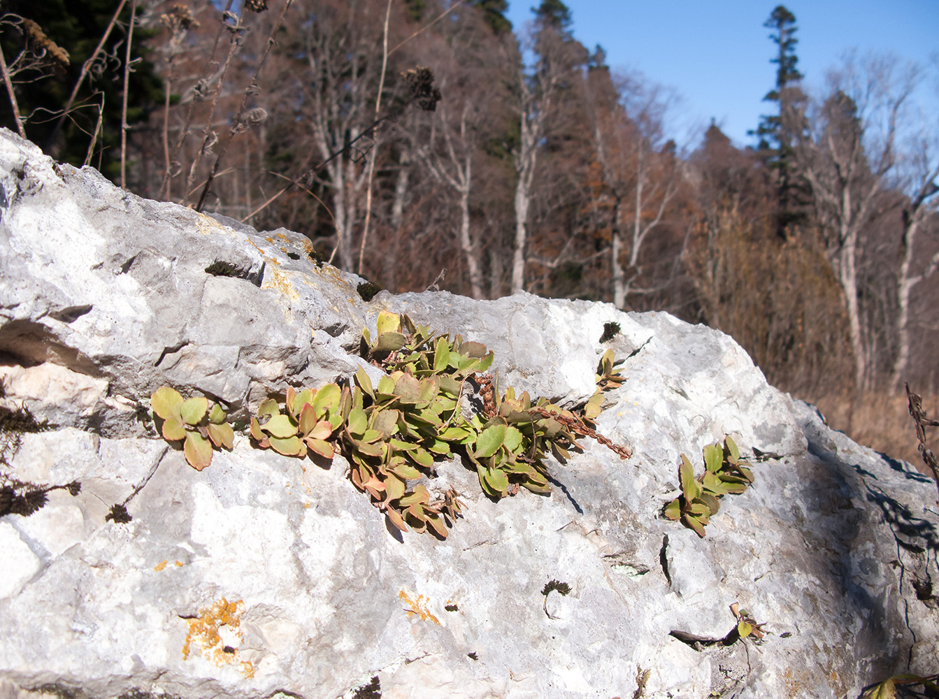 Image of Chiastophyllum oppositifolium specimen.